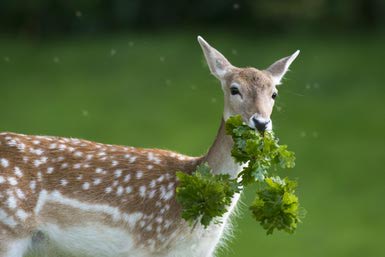 Deer eating plants that are CLEARLY not Deer-resistant Plants